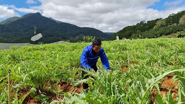 Vùng dân tộc thiểu số Lâm Đồng giàu lên nhờ phát huy lợi thế cây trồng (07/02/2024)